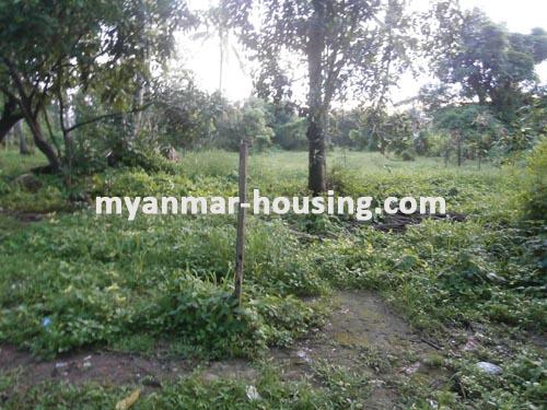 缅甸房地产 - 土地物件 - No.1362 - Land for sale over 1acre! -   View of the green land.